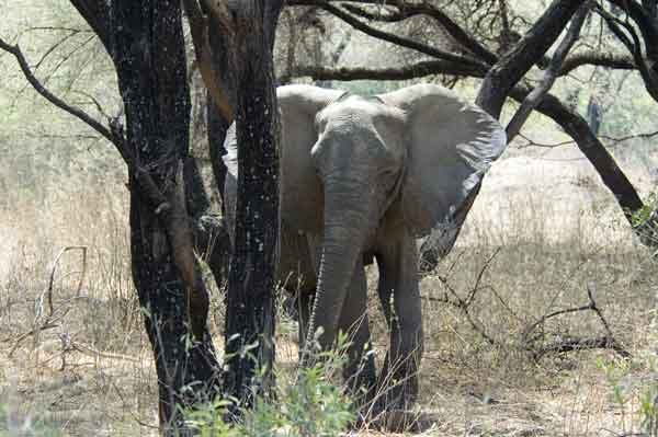 28 - Tanzania - Elefante - parque nacional lago Manyara